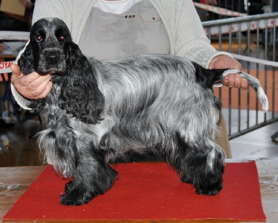 d'Al Ma Mour - CACIB d'Amiens