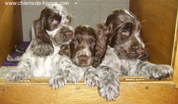 d'Al Ma Mour - Cocker Spaniel Anglais - Portée née le 04/04/2007