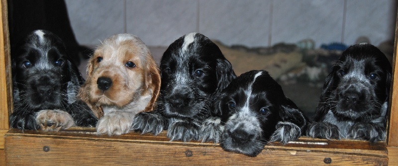 d'Al Ma Mour - Cocker Spaniel Anglais - Portée née le 24/11/2009