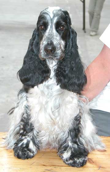 Anaïs anaïs d'Al Ma Mour