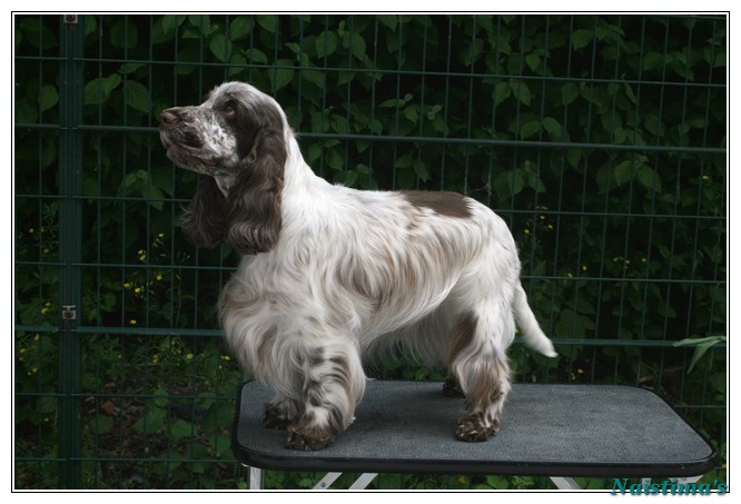 Charlotte au chocolat d'Al Ma Mour