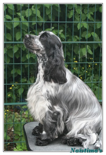 Eclipse de lune d'Al Ma Mour