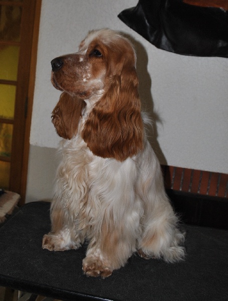 Indy cookie d'Al Ma Mour