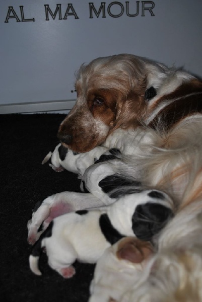 d'Al Ma Mour - Cocker Spaniel Anglais - Portée née le 05/01/2015