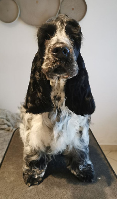 Ugo 